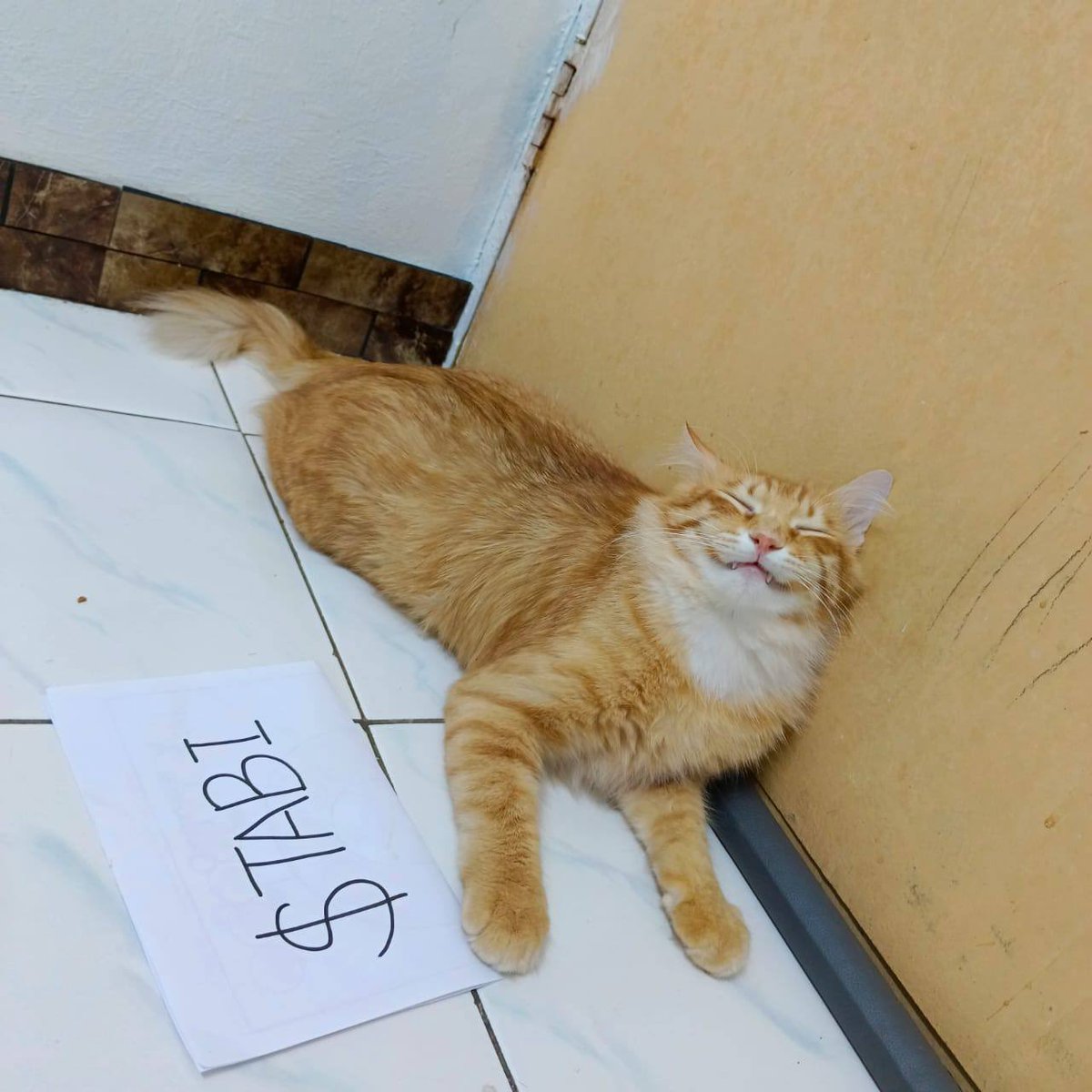 mrmariocat's tweet photo. The owner LOVED the spaces last night and may wanna be involved in the next one 👀👀 $tabi https://t.co/y5JpF7TlVI