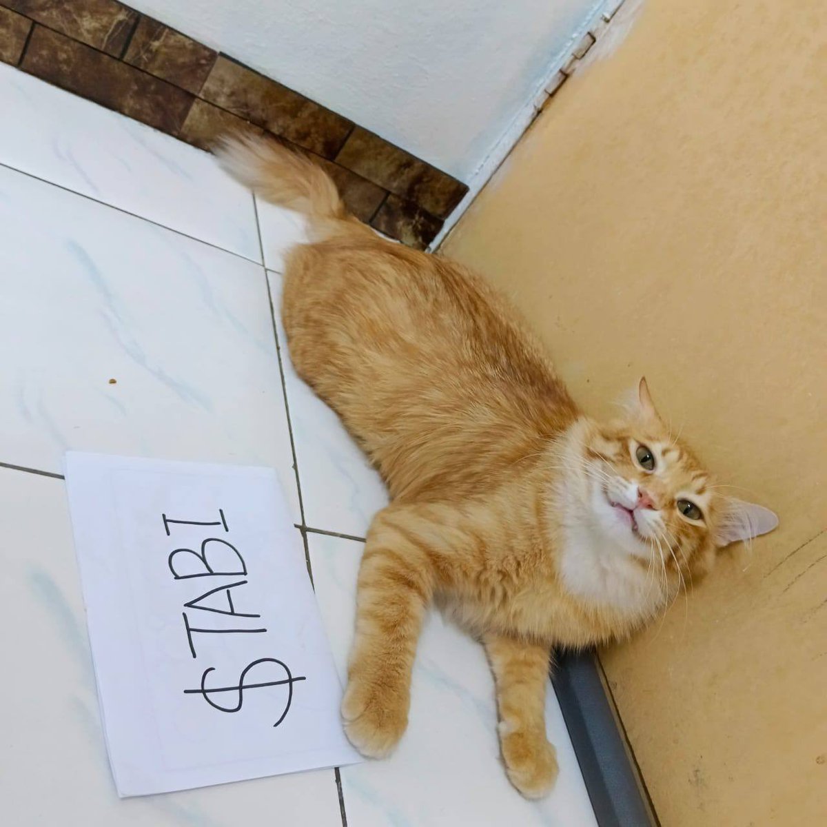 mrmariocat's tweet photo. The owner LOVED the spaces last night and may wanna be involved in the next one 👀👀 $tabi https://t.co/y5JpF7TlVI