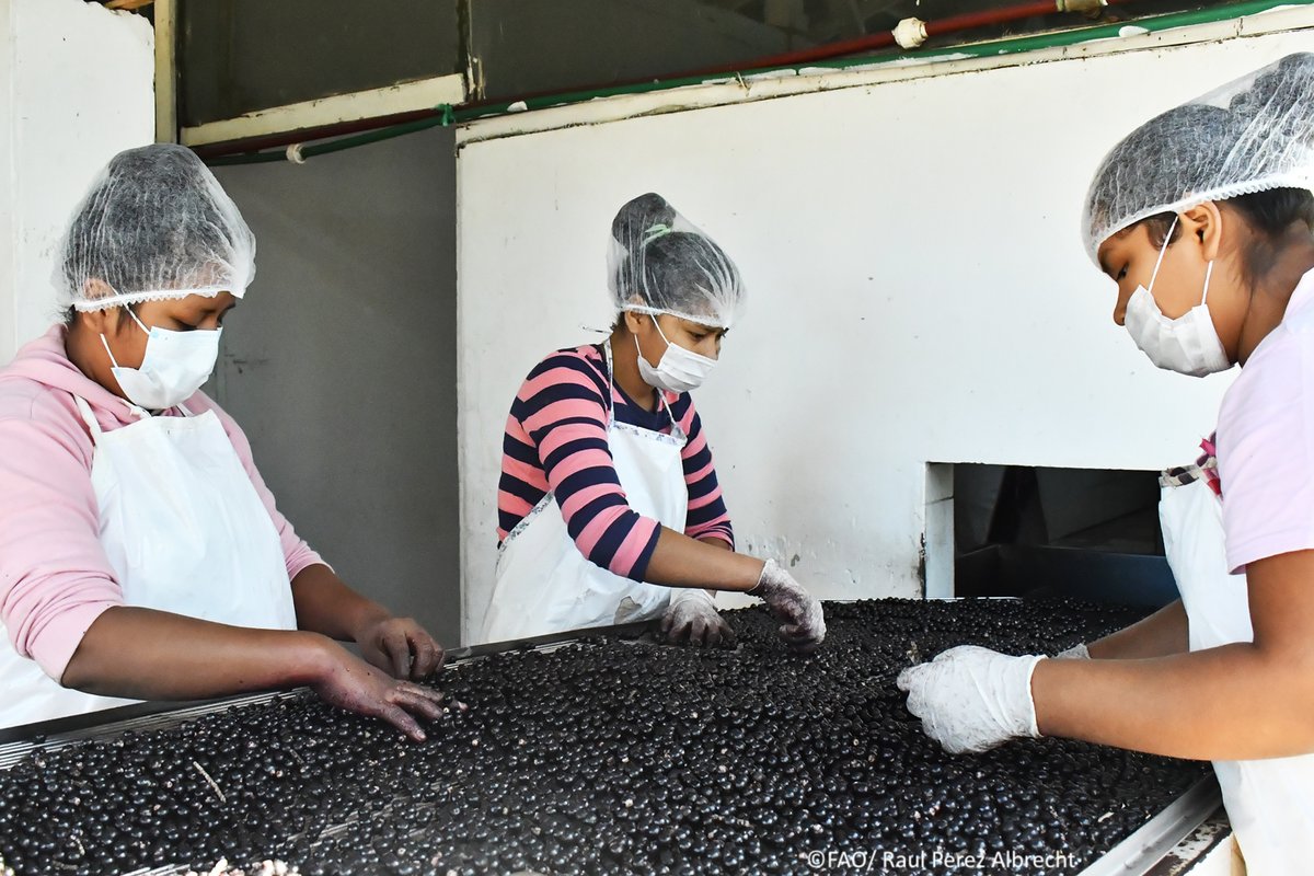 🫐Find out how an Indigenous Peoples’ community in Bolivia is transforming the asaí value chain through traditional methods and modern ingenuity - and conserving forests in the process, with support from #ForestFarmFacility

👉bit.ly/4hkDCfu

#ForestDay
