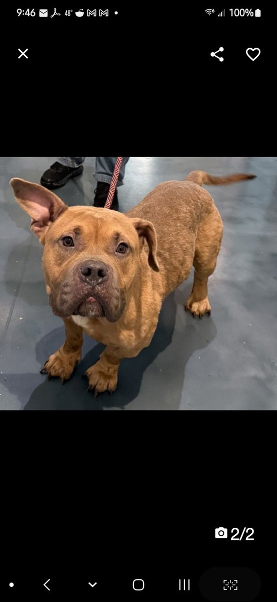 💞Scribe💞
▪️#NewIntake #222534 3y
#NYCACC

Precious sweetie's 💔, just arrived @ scary shelter.
Sensitive, young boy's nervous in new situations, so imagine his fear!
Going slow when helping him settle in 2 grow confidence.
This will help him realize he can share resources, w/o