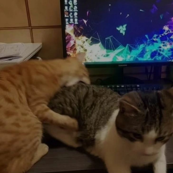 PunchingCat's tweet photo. https://t.co/e85yRBF6p6