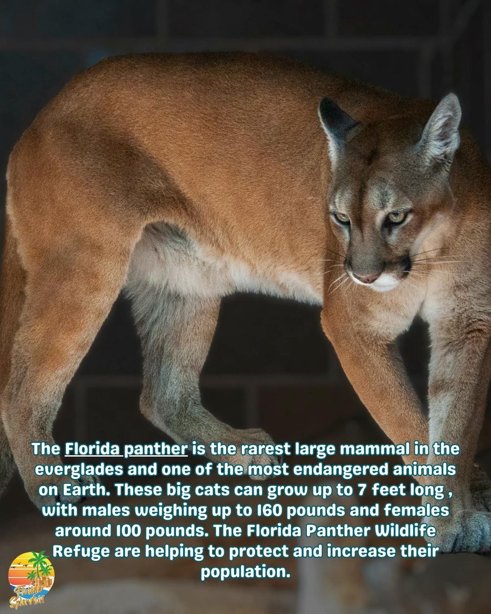 FloridaSplendor's tweet photo. Fun fact: The Florida Panther is a rare and endangered species, fighting for survival in the wild! 🐾🌿 #FloridaPanther #EndangeredSpecies #WildlifeConservation #BigCats #RareSpecies #SaveWildlife #PantherProtection #WildlifeLove

Read more: https://t.co/XotsXQzYOJ https://t.co/5pxtZJH5Iu