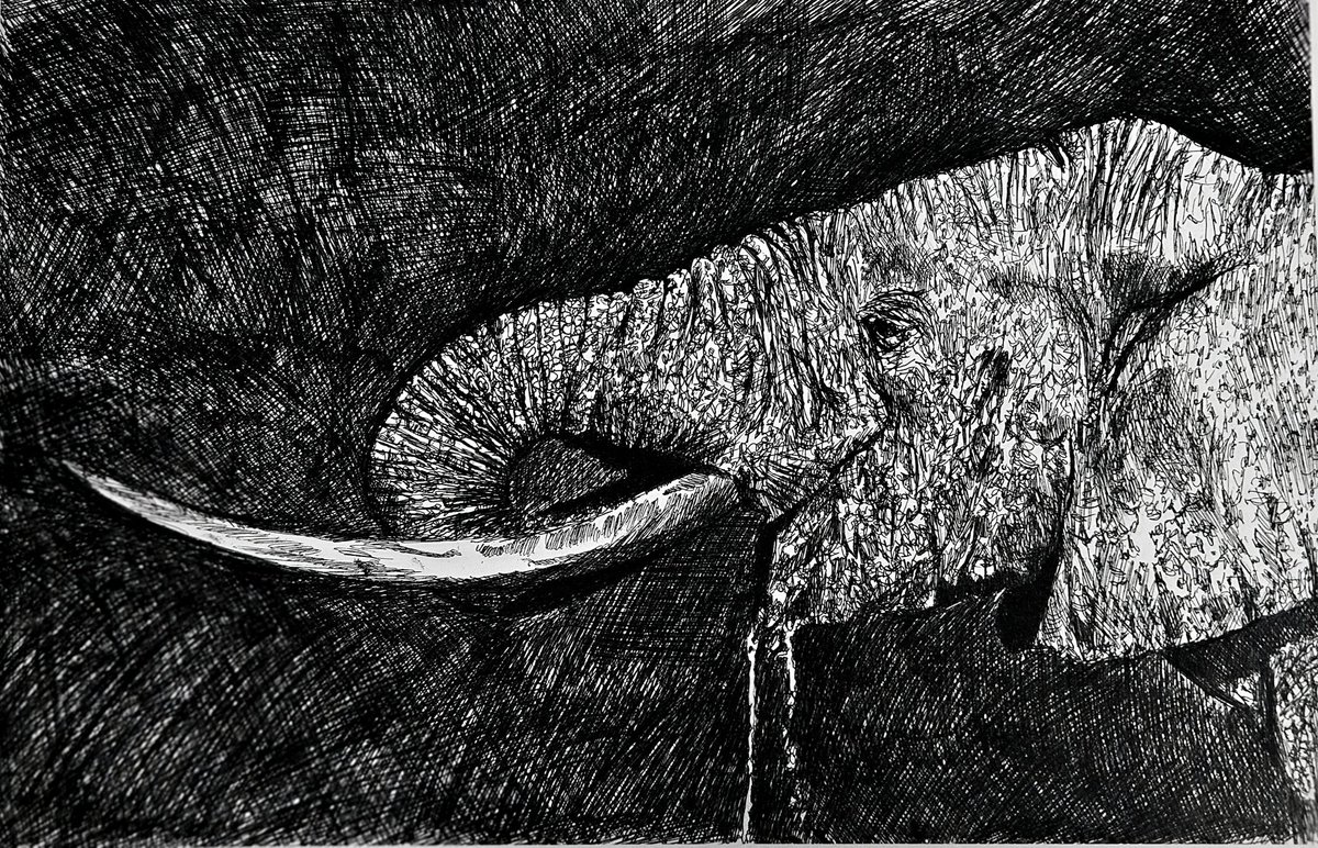 jimjohncor's tweet photo. Penned Olifant set free! #free https://t.co/HapKemT7zl