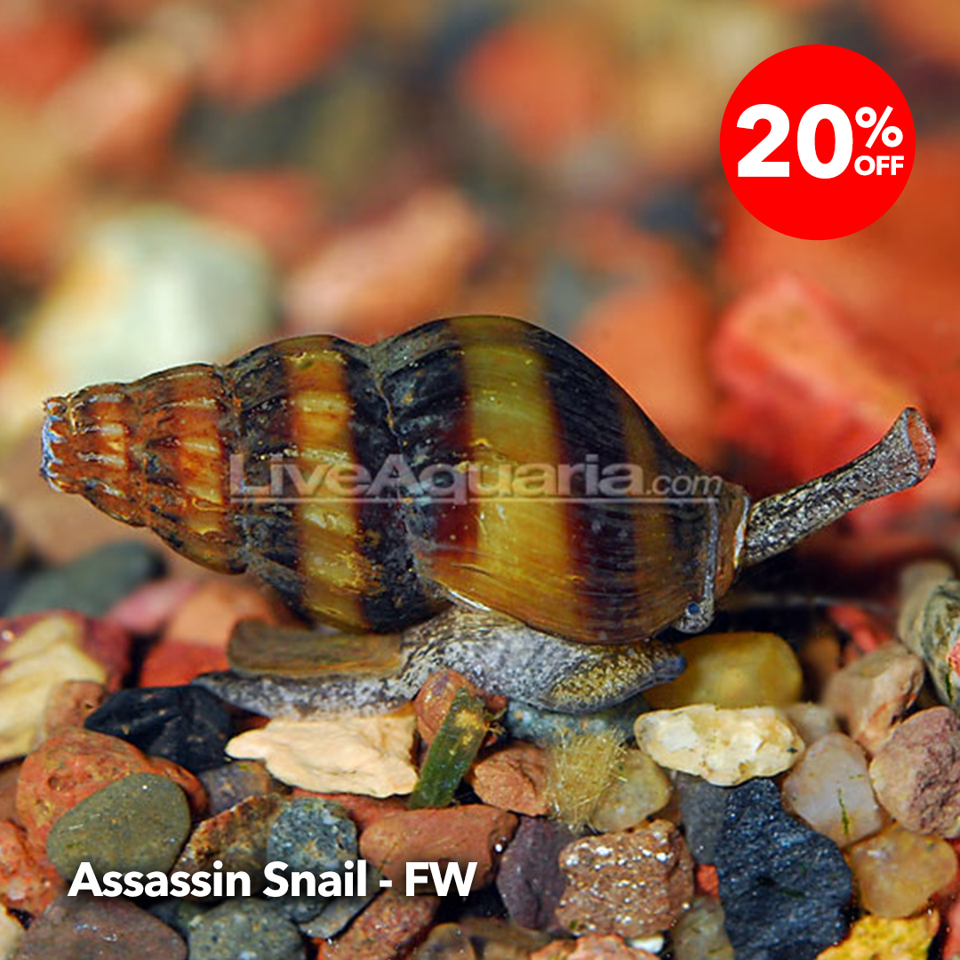LiveAquaria's tweet photo. What do Crabs, Clams, Snails, Urchins, and Anemones have in common? Select species are 20% off during the Spring Cleaning Sales event! Mop up the savings and spruce up your tank!
https://t.co/zzqO46ntgF
#invert #saltwaterinvert #marineinvert #invertsale #crab #clam #snail https://t.co/OHnCrcGdEf