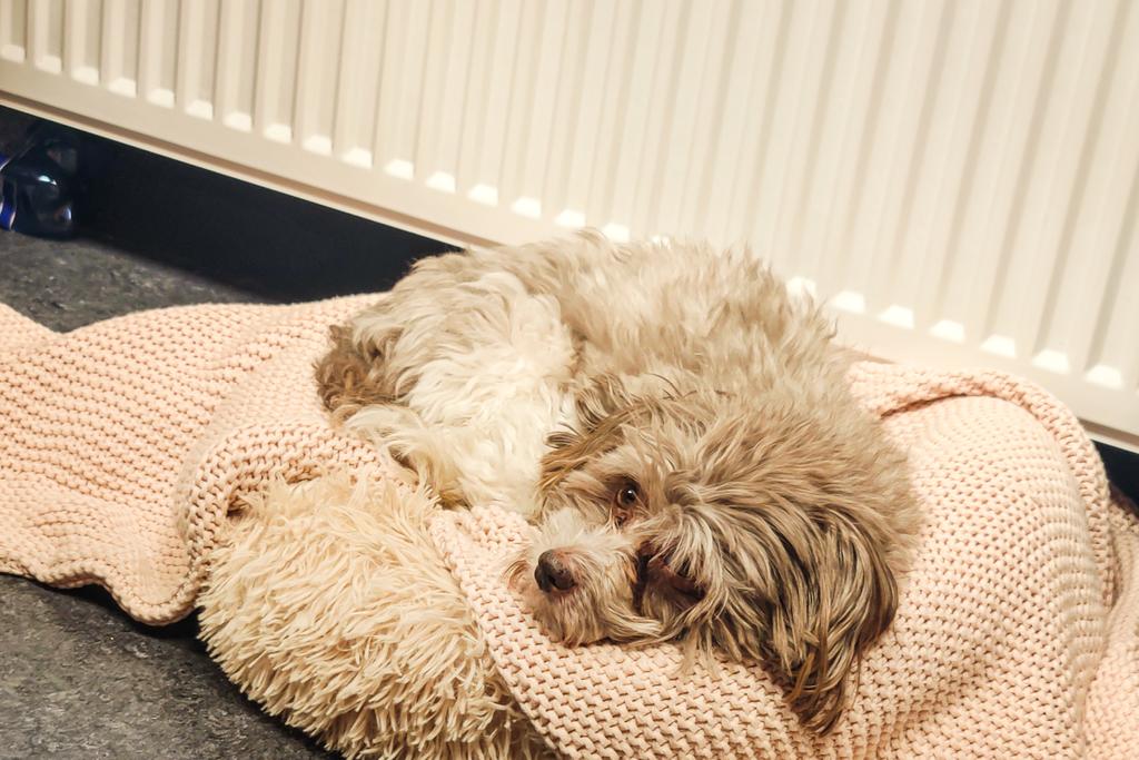 So ein Job als Bürohund ist ganz schön anstrengend...!