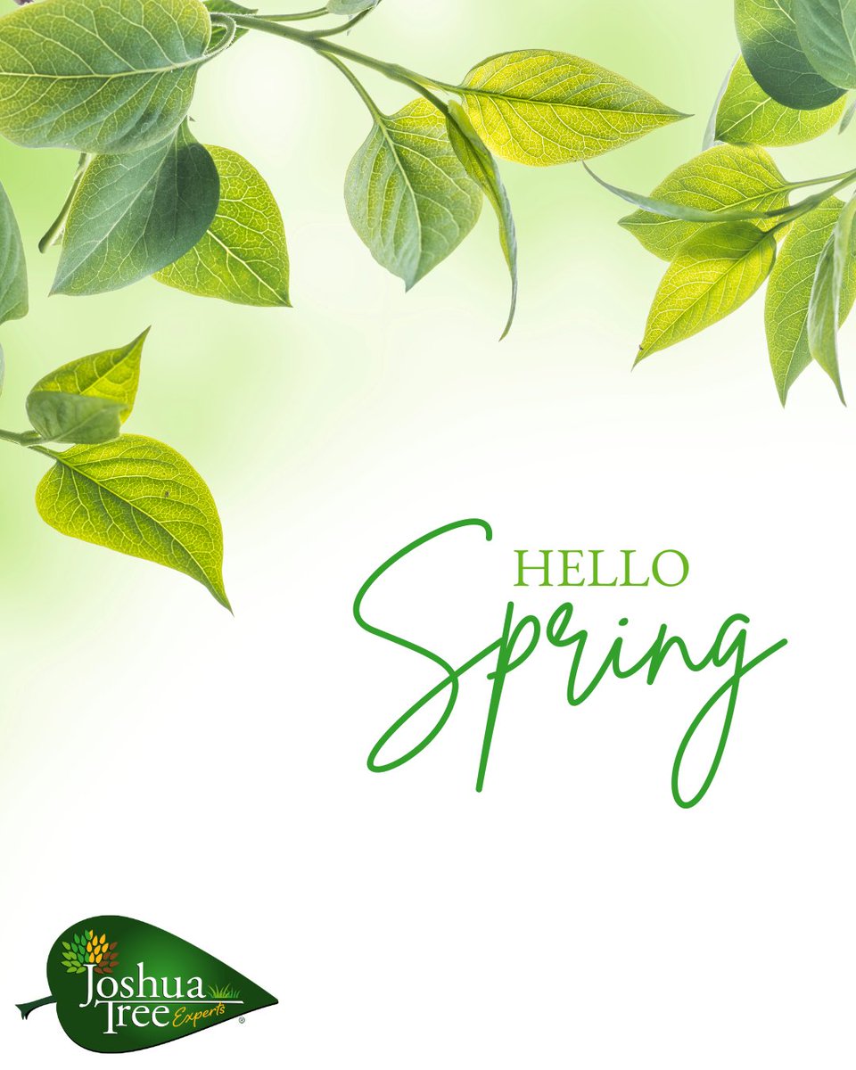 JoshuaTreeUSA's tweet image. The wait is over... today marks the first day of spring! 🌳🌸  As the days grow longer and nature awakens, it's the perfect time to give your trees and landscape the care they deserve. 💚

#JoshuaTreeExperts #LoveWhereYouLive #FirstDayOfSpring #NewGrowth #NatureAwakens
