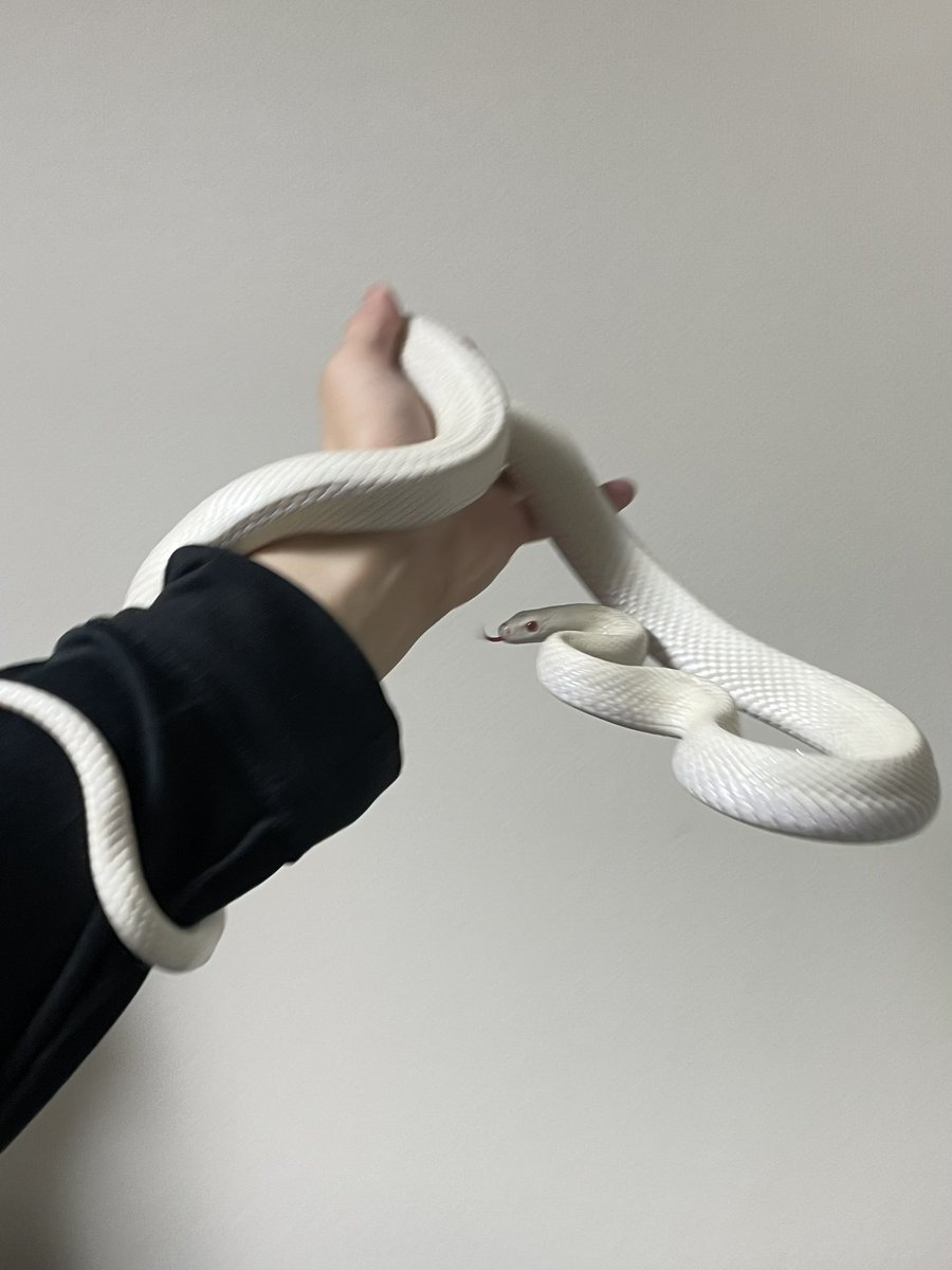 すだち tweet media