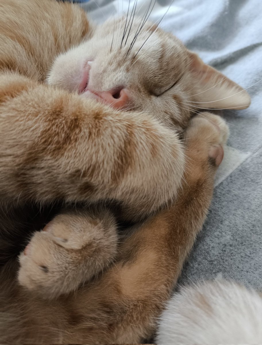 aromantyzm's tweet photo. @kot_owanie Kotki git, ale mało zdjęć ostatnio robiłam. Simba aka. Edek (tata uparł się żeby go tak nazywać i apparently lubi to imię bardziej bo tylko na nie reaguje XD) urósł bardzo ale proporcje nadal ma jak kociątko lol https://t.co/205p6Rpul4