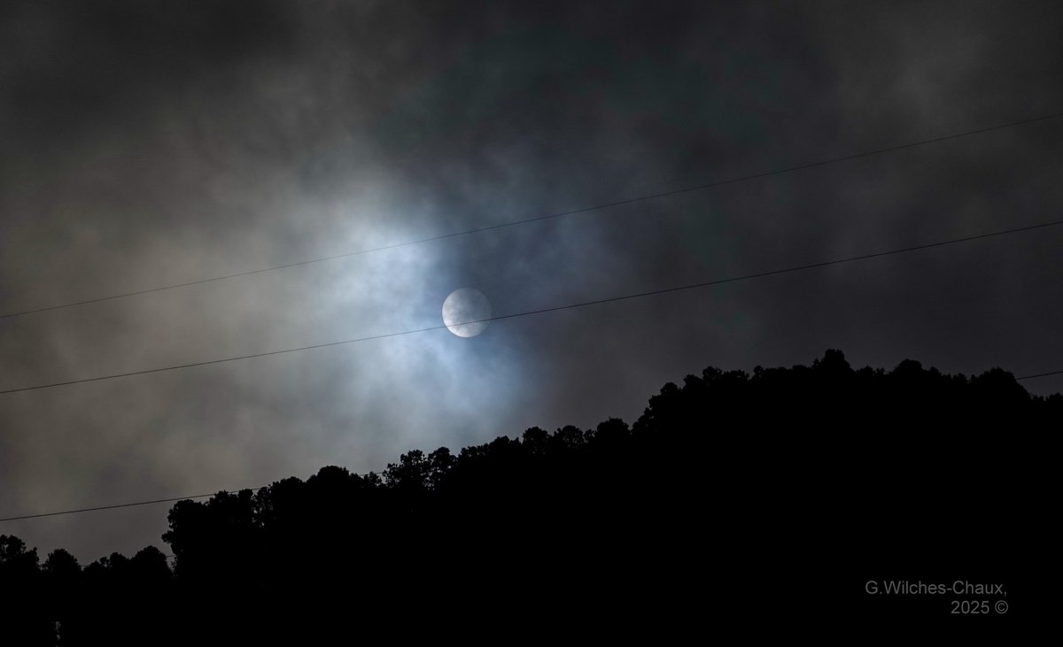 wilcheschaux tweet media