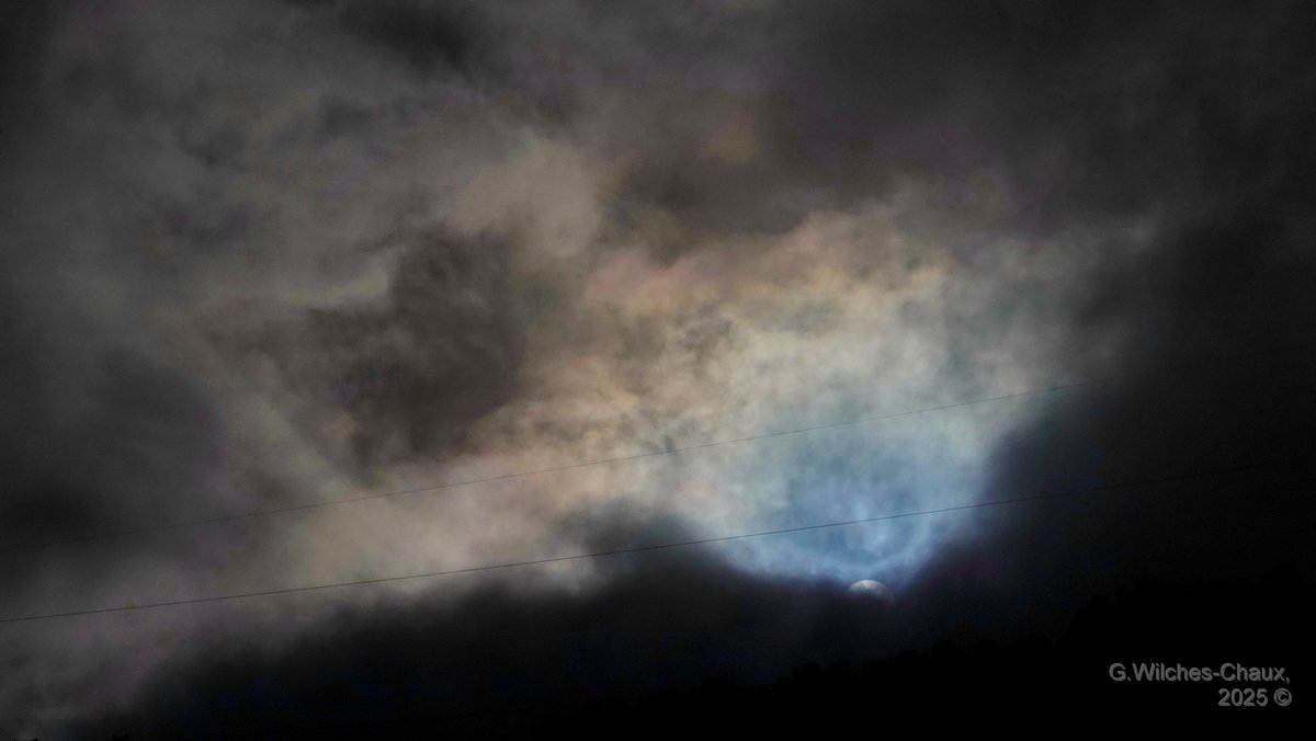 wilcheschaux tweet media