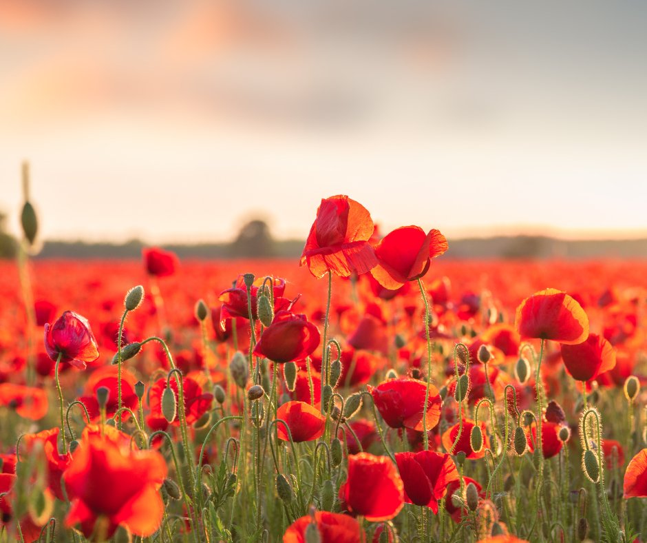 sandgatepool's tweet photo. We are knitting poppies for a display at the pool to commemorate the 80th anniversary of VE day. Get in touch if you can help. https://t.co/EdVHjqDm43
