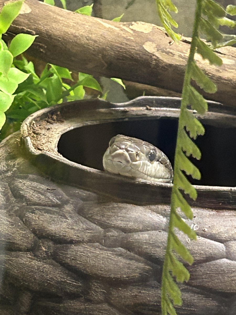 nami🐍 tweet media