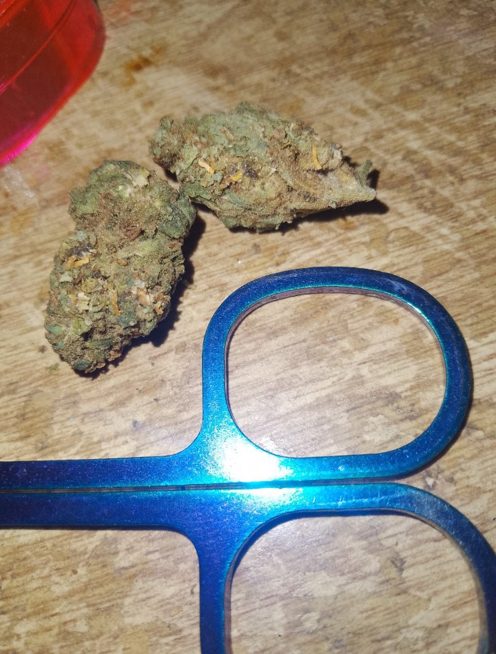 4e225's tweet image. Bom Dia Brasil