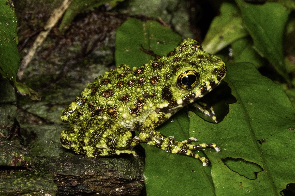 先週撮影したオキナワイシカワガエル
 #世界カエルの日
