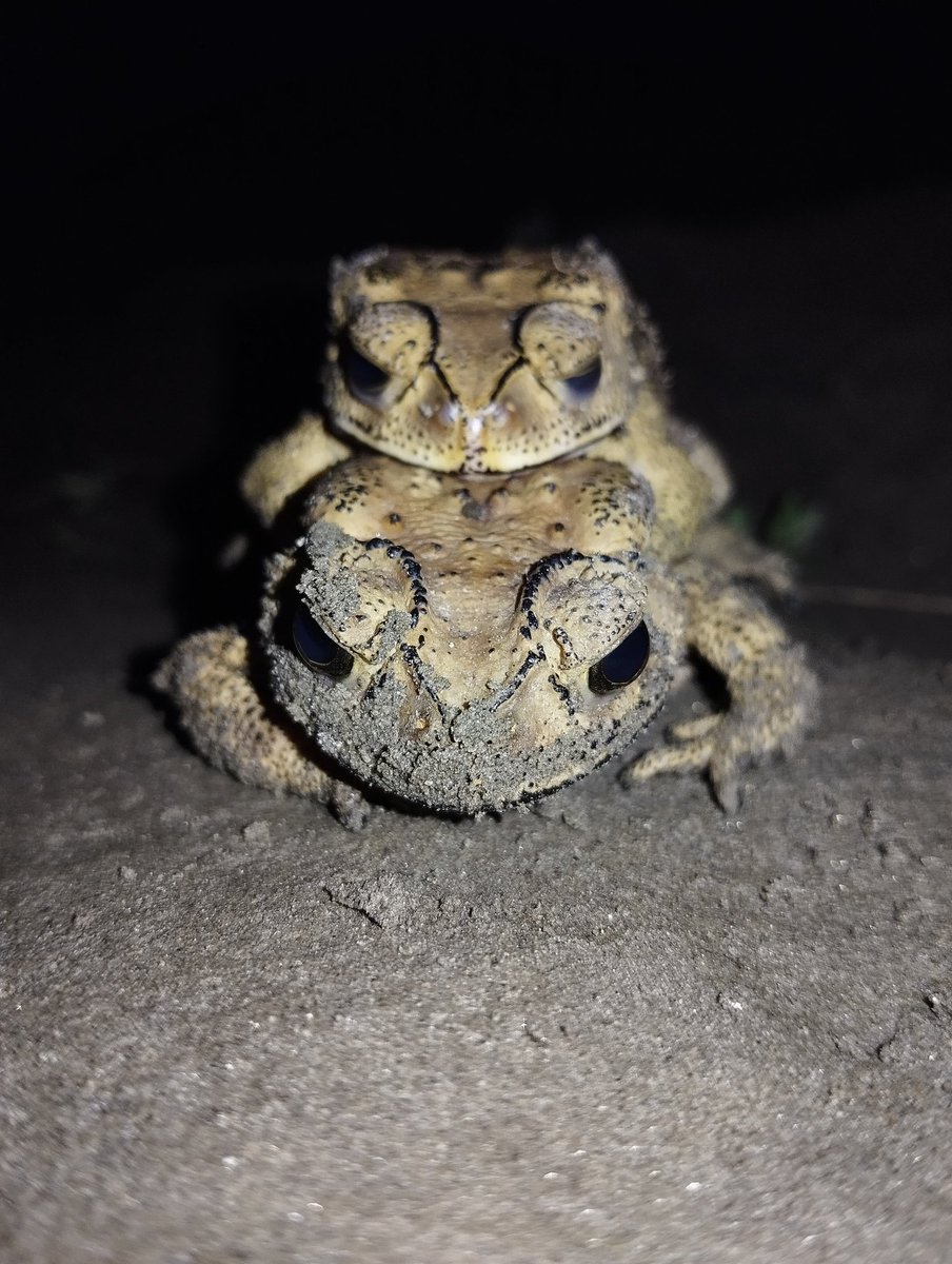 World Frog Day 2025
#frog #savefrogs <a href="/savethefrogs/">SAVE THE FROGS!</a>
