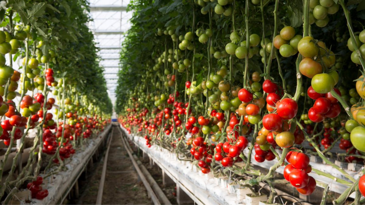Surprisingly, Iceland grows some pretty fresh [geothermal] tomatoes… Want to try for yourself? Join our small-group trip to Iceland: bit.ly/3FC4ASF