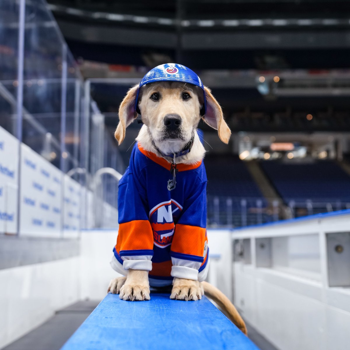 NYIslanders's tweet photo. Butchie is always ready for game day 😤🦮 https://t.co/ruVnVDcBZm