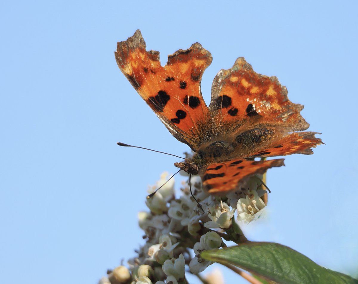 Emelsea's tweet photo. A Comma seen in Vivary Park sunshine. Taunton 20.3.25 @SomersetWT @BCSomerset @savebutterflies @Team4Nature #butterfly https://t.co/8qLeTJK0ps