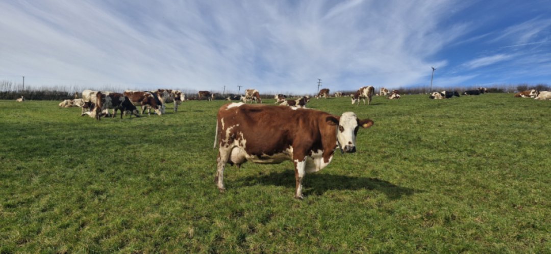 Spring has arrived! The days are getting longer, the fields are turning greener, and the cows are loving the fresh pastures. This moment was captured by one of our partner farmers on the stunning Roseland Peninsula in South Cornwall #TrewithenDairy #Spring #CornwallLife