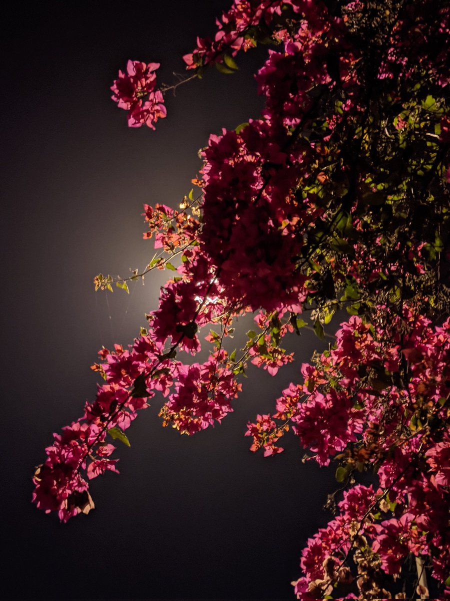 bougainvillea blossoms under the night light