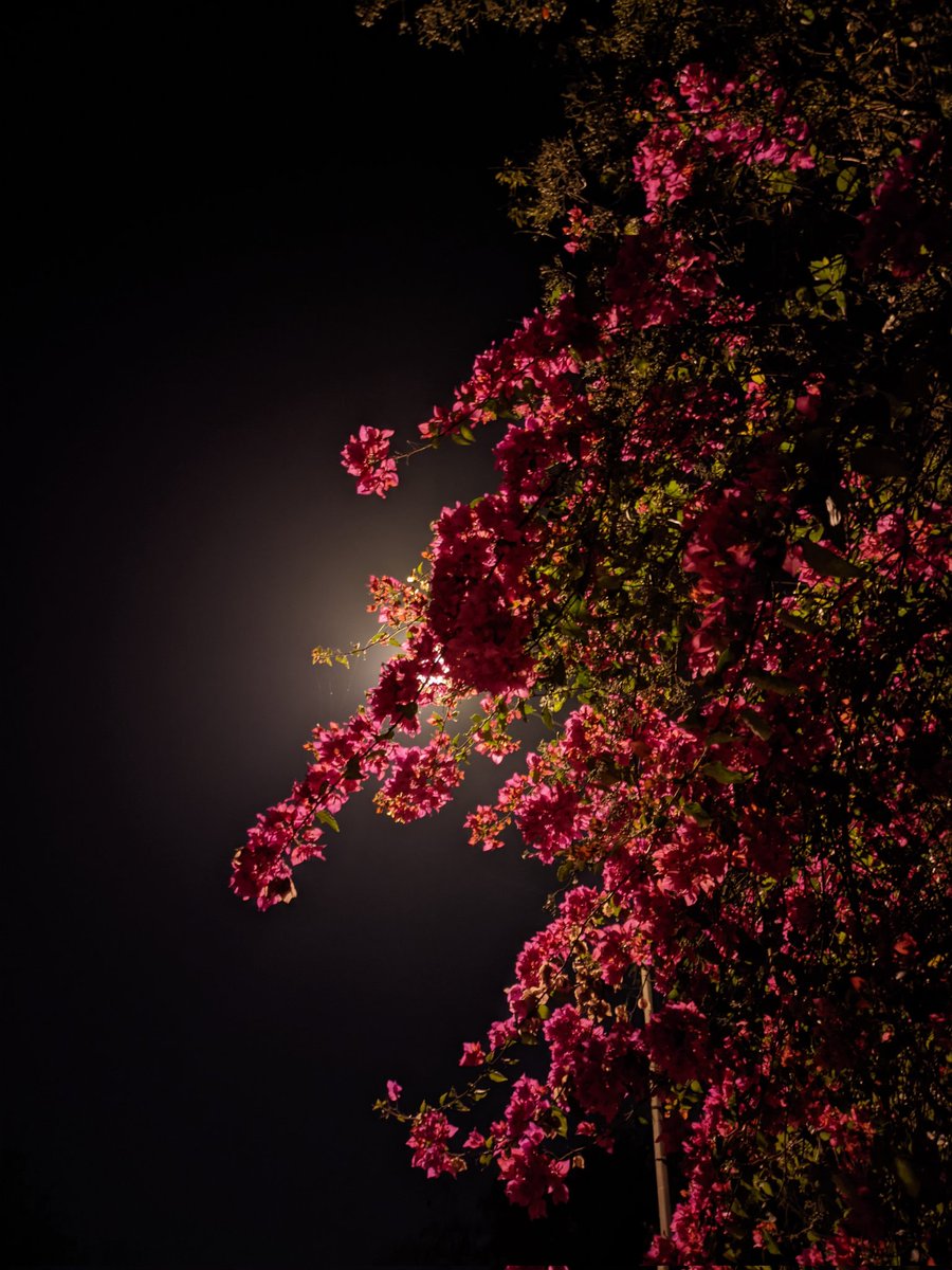 yashhhhfr's tweet photo. bougainvillea blossoms under the night light https://t.co/7iHoL3IgZP