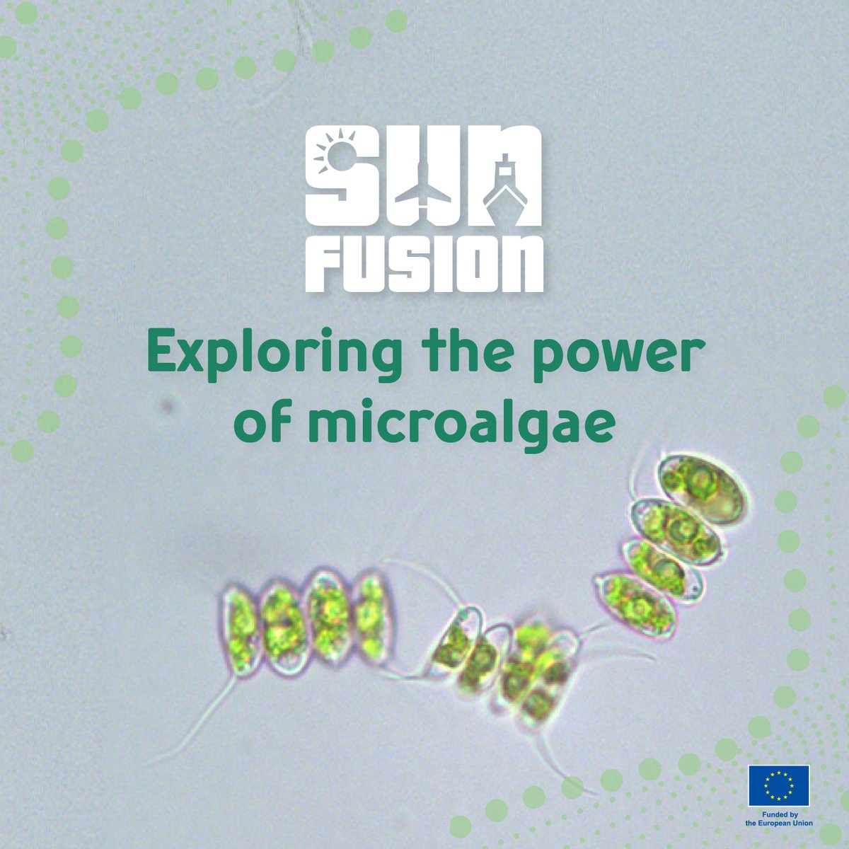 🔬 In the SUNFUSION project, @AUTH is screening diverse strains from the Scenedesmaceae family to identify the most productive ones in terms of lipid accumulation. 
Stay tuned  sunfusion.eu
#SUNFUSION #Microalgae #Scenedesmus #Biotechnology #SustainableFuels