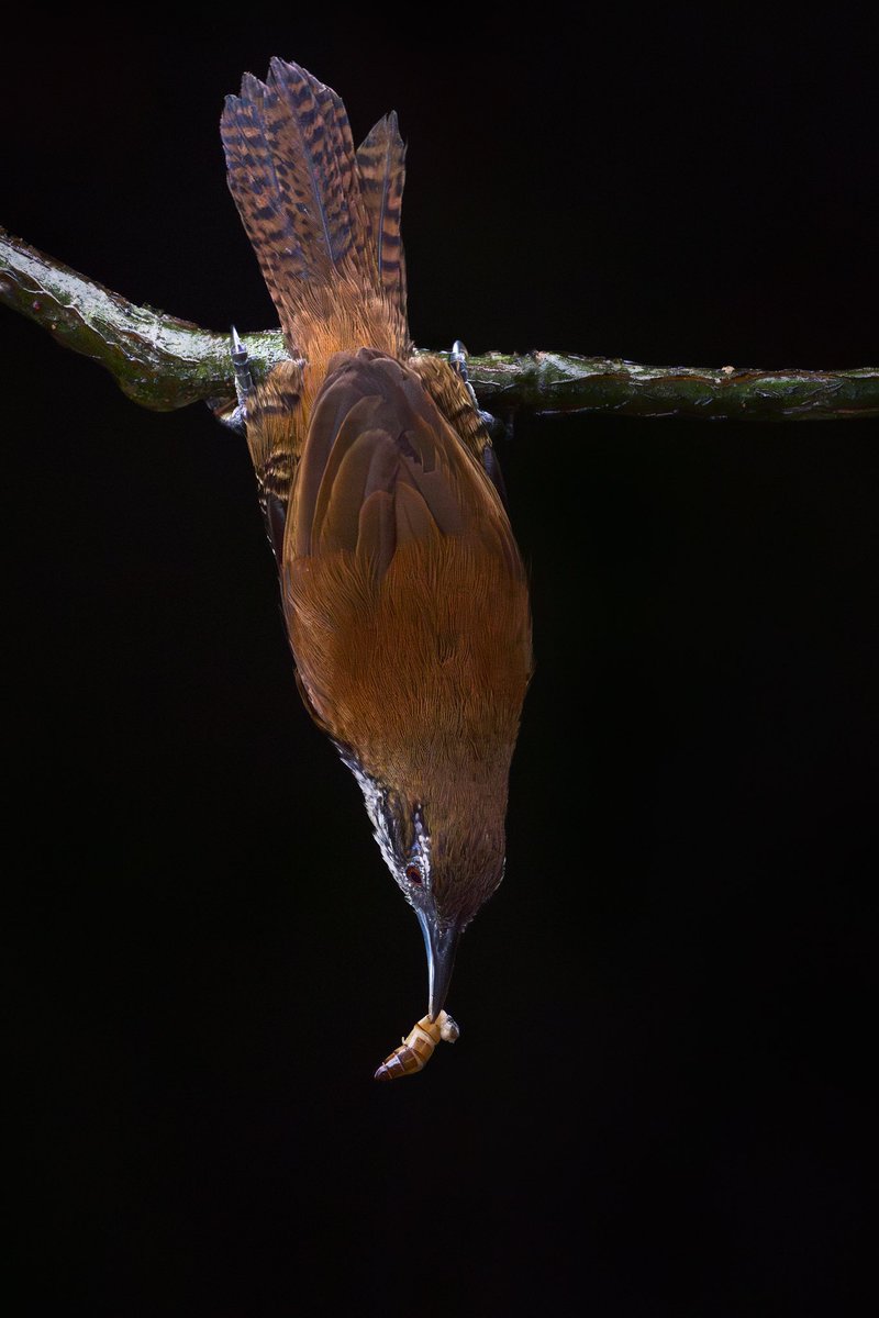 Observa la fuerza que tiene el Cucarachero Ventrinegro que para alcanzar su alimento puede hacer estas colgadas verticales y recuperar la pose normal sin esfuerzo, la destreza que se requiera para alimentarse en la selva. 
Es difícil de fotografiar, tomada en San Rafael Antioquia