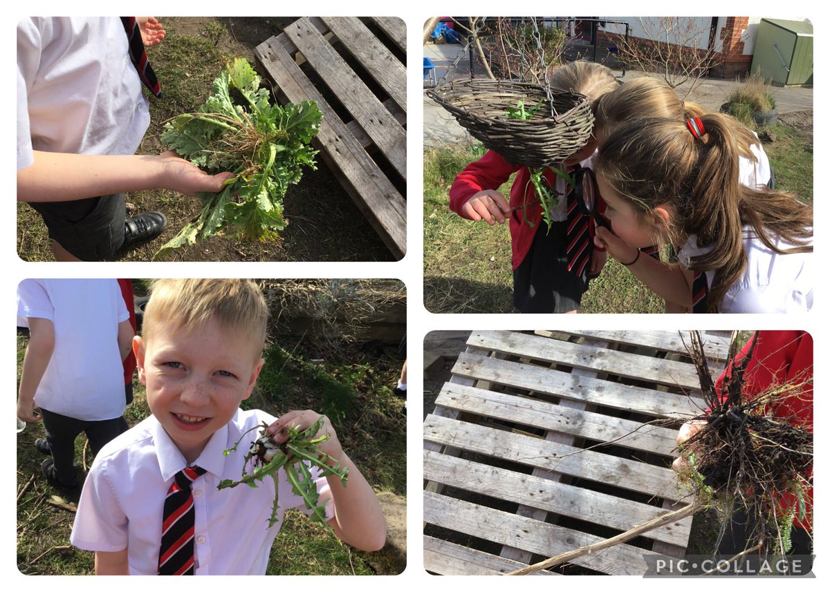 Year 3 SHPS tweet media