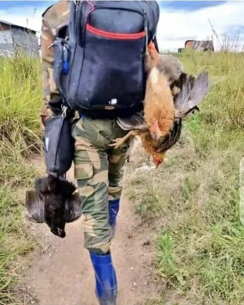 jacquelinemputu's tweet photo. #Walikela .
#Repli #Strategique
Il se replie avec quelques poules 🐓pour sa survie. https://t.co/afshSfcefC