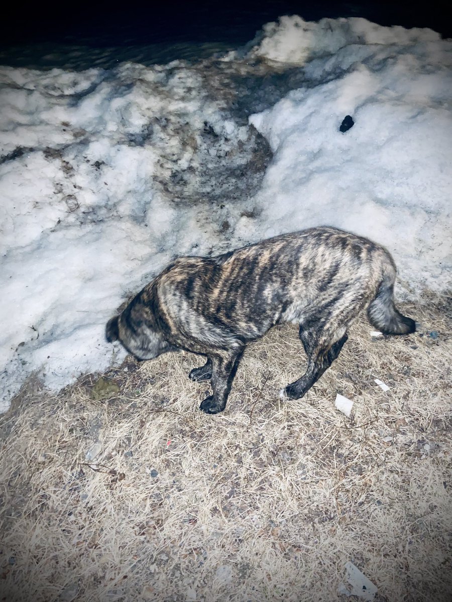 TammyMaltan's tweet image. 2AM dog walks got me questioning reality, do I rest? Or are my eyes deceiving me. Did I adopt a shape-shifting snow wolf? Brrr… maybe back to the bedroom. I’m seeing things. Seriously, he hid blend well. 

#CanadaSpring
#CamouflageLevelExpert #BlendingInLikeAPro
#PuppyLove