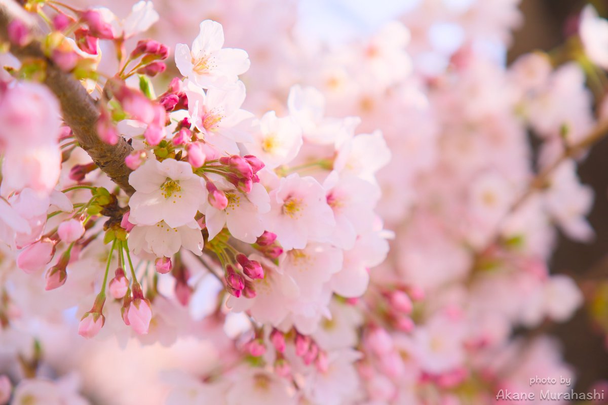 akane_murahashi's tweet image. 今日は春分の日🌱
結婚式司会のお仕事を終えて、夜はデスクワーク🖥️
ミュージックアプリで"桜ソング特集"なるものを聴きながらHDDの整理をしてみたら、数年前の桜の写真が出てきた📷
もうすぐ桜の季節🌸
苦手な寒い季節もあとわずか😌
⁡
#japanspring 
#ファインダー越しの世界 
#カメラのある暮らし