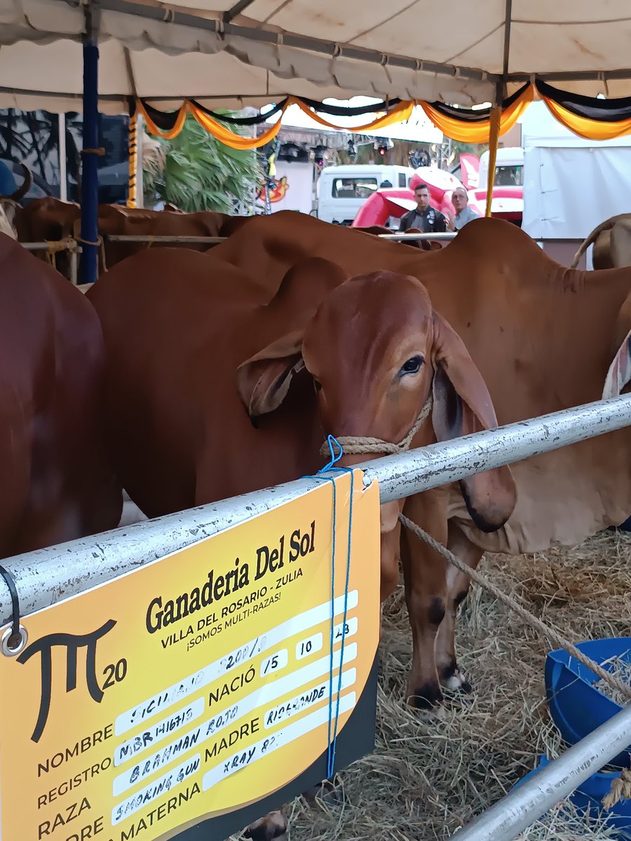 Hasta el 23 de marzo III Expo Congreso Latinoamericano de Ganadería Tropical en Hotel Tibisay: conferencias, simposios, exposiciones, juzgamiento de ganado, subasta, feria gastronómica, música en vivo. Entrada libre.  <a href="/campocafeciudad/">campocafeciudad</a> <a href="/fegalago/">FEGALAGO</a> #Maracaibo
