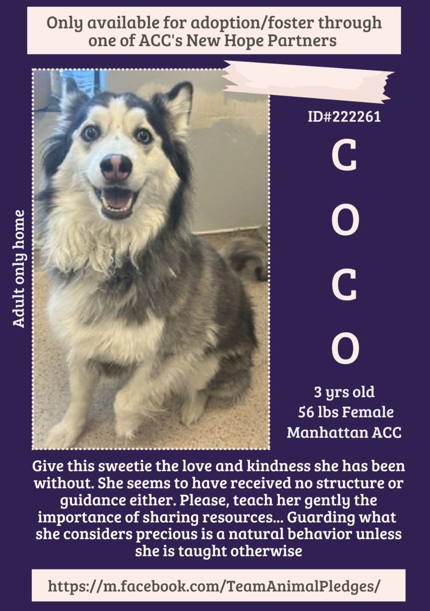 COCO #222261  3yr old Girl 💕. #NYCACC
Look at her she's absolutely beautiful 💕
A sweetheart that hasn't been loved and shown
kindness💔 She needs a loving forever home to 
care and teach her basics💗
#Adopt💕
#Foster
#Pledge4Rescue 
WAITING FOR HER HERO AND LOVING HOME 💗💕