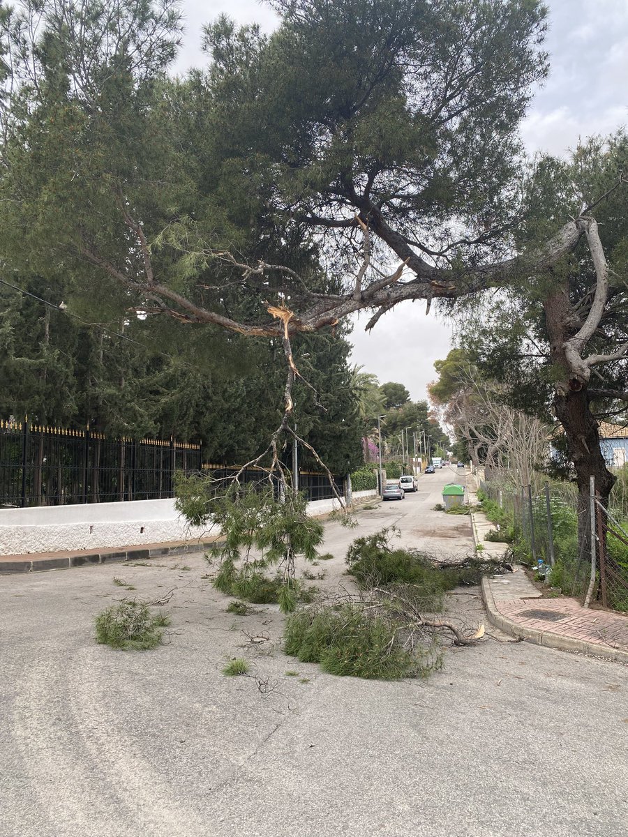 PPLaAlberca's tweet photo. Gracias a la coordinación de las concejalías de @Rebepl y @Ppguillenparra, se ha procedido a la rápida actuación esta mañana en la eliminación de estas ramas de pino debido a un accidente con el camión de recogida por la dejadez del dueño del solar. #seguimostrabajando https://t.co/63cxCKwThb