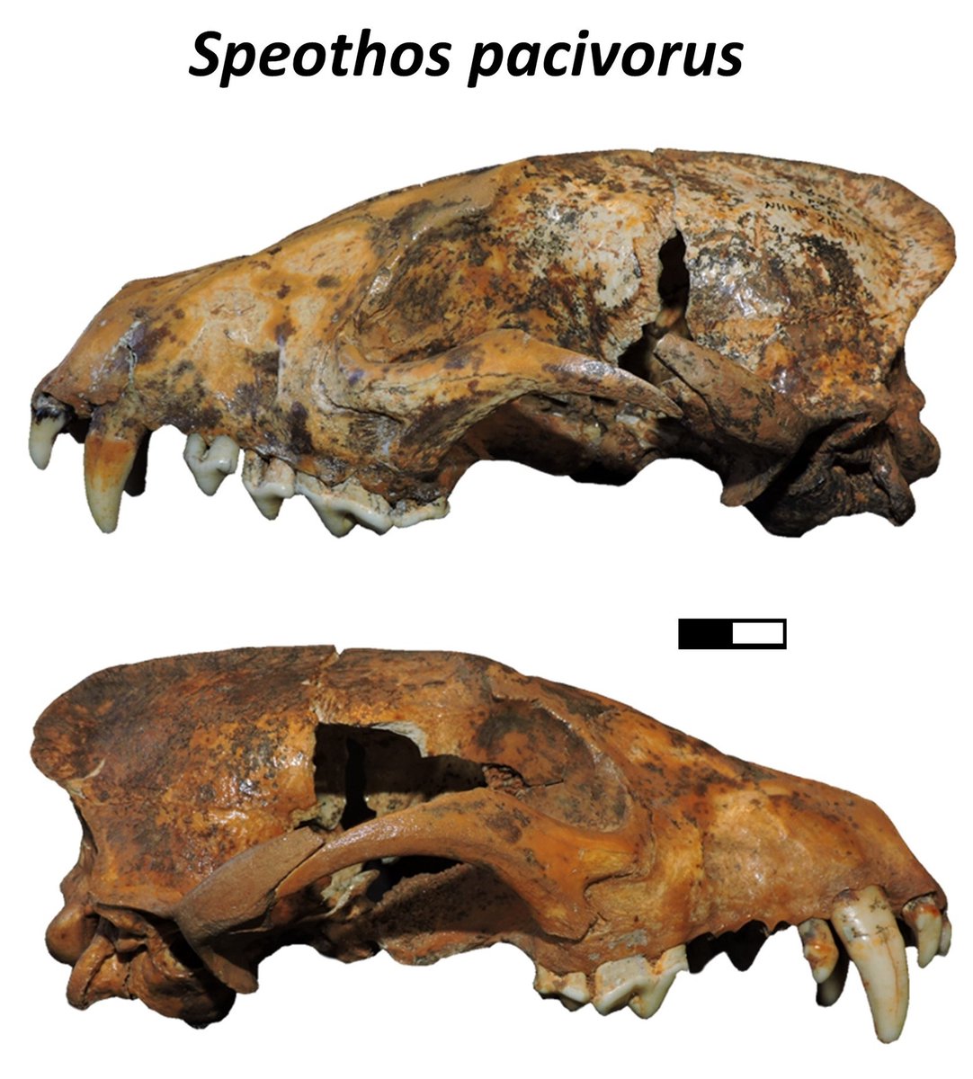Hady George (@houdzgeorge) on Twitter photo Have a read of my new blog post for <a href="/Palaeocast/">Palaeocast</a>. Its about the Pleistocene bush dog, an extinct canid that once inhabited South America!
This blog is based on a recent publication led by Juan Ruiz, and features an interview with him about his research
palaeocast.com/form-and-funct… Have a read of my new blog post for <a href="/Palaeocast/">Palaeocast</a>. Its about the Pleistocene bush dog, an extinct canid that once inhabited South America!
This blog is based on a recent publication led by Juan Ruiz, and features an interview with him about his research
palaeocast.com/form-and-funct…