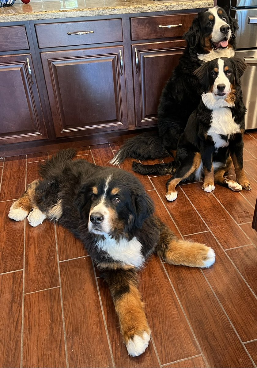 Redrockrunner1's tweet photo. It is with broken hearts that we said goodbye for now to Murphy (6/2/2015-3/19/2025) we love you bud ❤️🐾 https://t.co/cVQyCom5iU