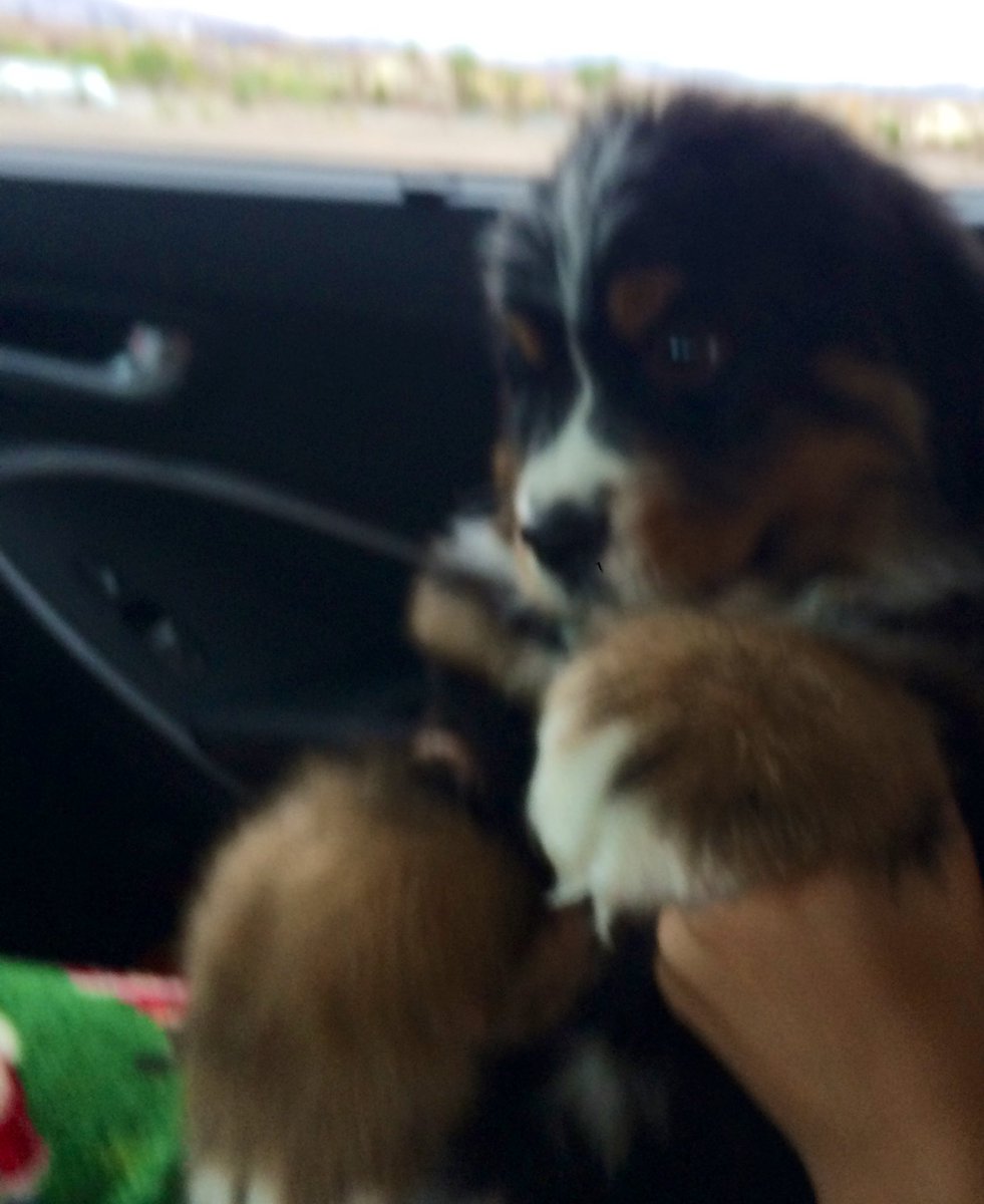 Redrockrunner1's tweet photo. It is with broken hearts that we said goodbye for now to Murphy (6/2/2015-3/19/2025) we love you bud ❤️🐾 https://t.co/cVQyCom5iU