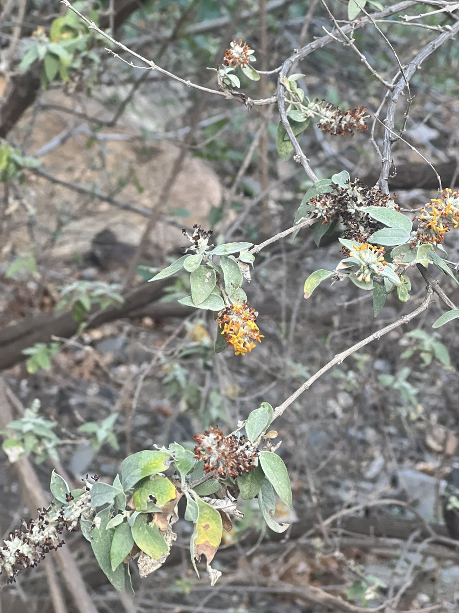 نبات العفار