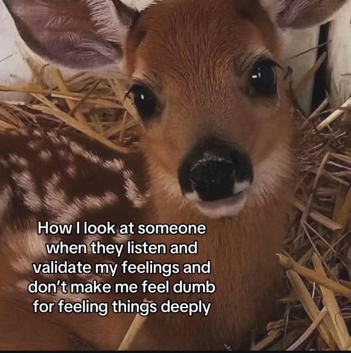 northstardoll's tweet image. 