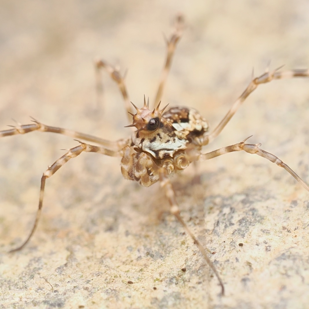🚨Dataset Update🚨

Our Citizen Science Harvestman records for Ireland dataset has recently been updated. maps.biodiversityireland.ie/Dataset/398

The dataset now has 285 records across 19 species.

Huge thanks to Brian Murray (<a href="/BeesOfIreland/">Bees & Wasps of Ireland</a>) for his time &amp; expertise with this validation work.