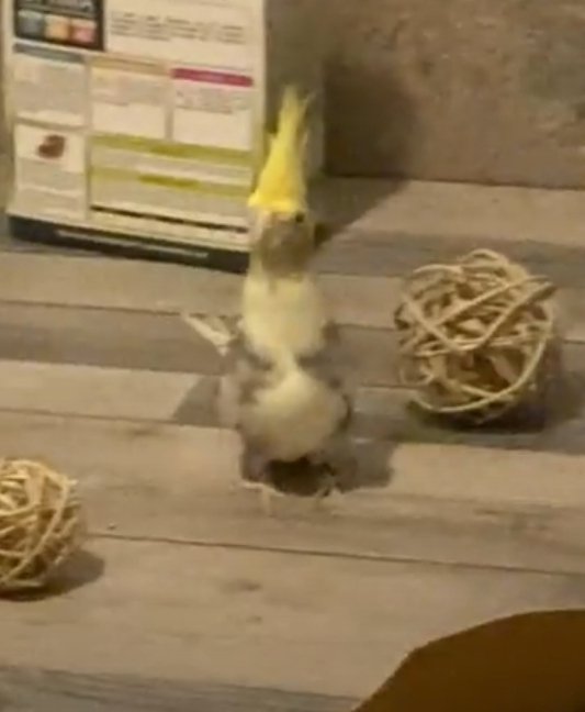 Saw this guys birb and I just had to draw it