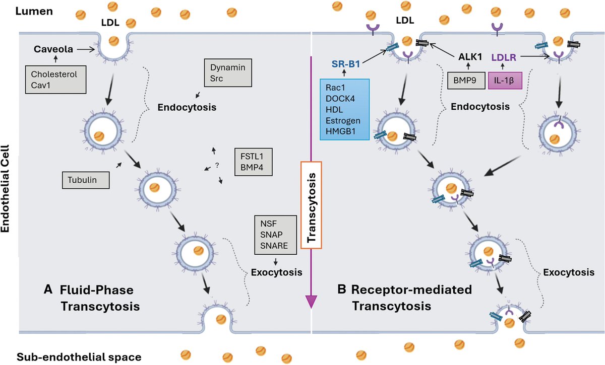 jcrivasferr's tweet image. Among #SRB1, #LDLR, MYDF and #BMP9, I find #BMP9 very promising, due to its great capacity to inhibit #ALK1 mediated #LDL #transcytosis, a predictor of vascular #quiescence and stability and an #angiogenic suppressor in #tumors. @HaoYin20 @endothelialnews @BMVBSoc @CMPLPUCCHILE