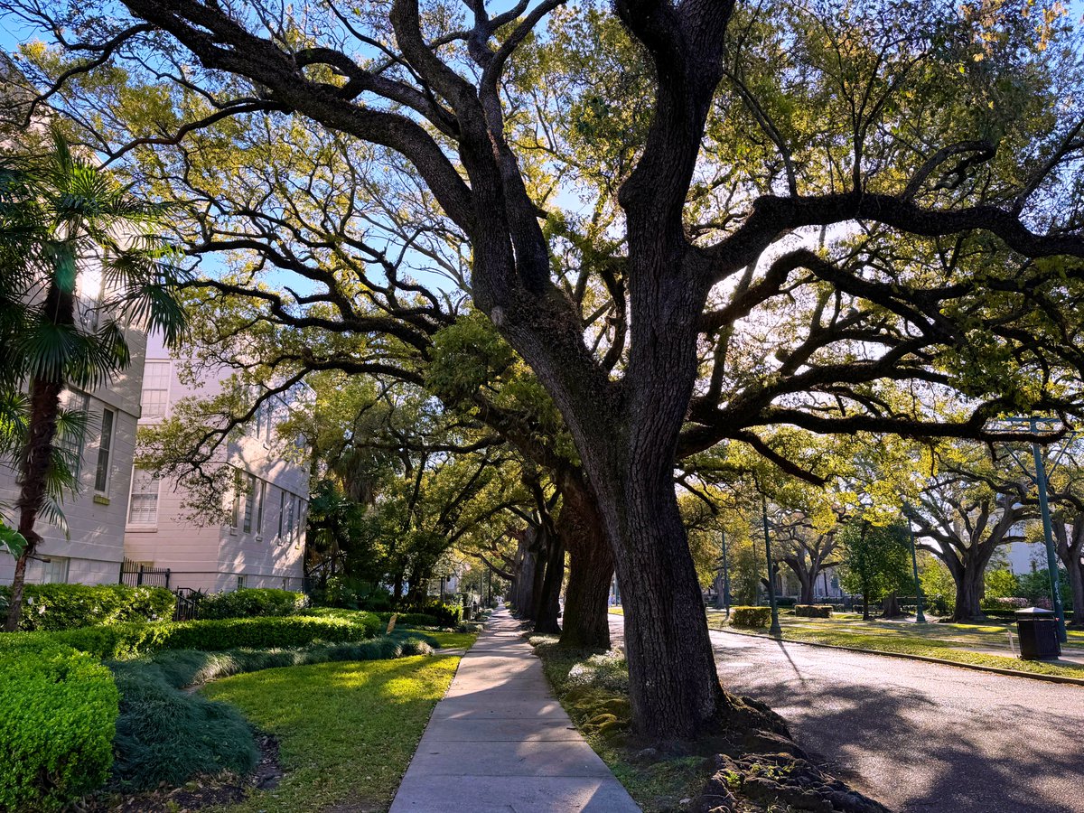 DavidMora's tweet photo. First day of Spring on St. Charles Avenue! 🌞🌸⚜️💐🌳 #NewOrleans #SpringEquinox https://t.co/6s17iUbOfX
