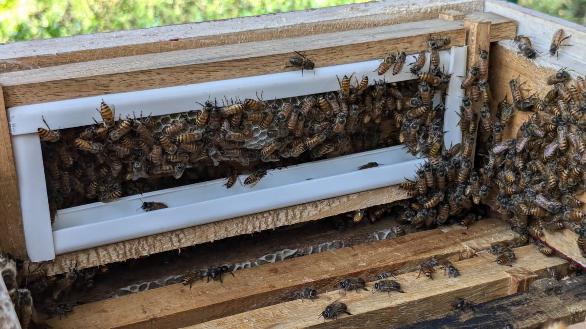 ICAR-ATARI Kolkata (Zone-V) (@atarikolkata) on Twitter photo KVKs of Zone-V Catalyzing Transformation #EverReadyToReachOut - <a href="/NimpithKVK/">Nimpith KVK</a> is now crafting Comb Honey — pure, golden goodness straight from the hive to home! Sweetness redefined!
#OneICAR
<a href="/icarindia/">Indian Council of Agricultural Research.</a>
<a href="/AgriGoI/">Agriculture INDIA</a>
<a href="/PMOIndia/">PMO India</a>
<a href="/ChouhanShivraj/">Shivraj Singh Chouhan</a>
<a href="/NationlBeeBoard/">National Bee Board</a>
<a href="/mygovindia/">MyGovIndia</a>
<a href="/PIB_India/">PIB India</a> KVKs of Zone-V Catalyzing Transformation #EverReadyToReachOut - <a href="/NimpithKVK/">Nimpith KVK</a> is now crafting Comb Honey — pure, golden goodness straight from the hive to home! Sweetness redefined!
#OneICAR
<a href="/icarindia/">Indian Council of Agricultural Research.</a>
<a href="/AgriGoI/">Agriculture INDIA</a>
<a href="/PMOIndia/">PMO India</a>
<a href="/ChouhanShivraj/">Shivraj Singh Chouhan</a>
<a href="/NationlBeeBoard/">National Bee Board</a>
<a href="/mygovindia/">MyGovIndia</a>
<a href="/PIB_India/">PIB India</a>