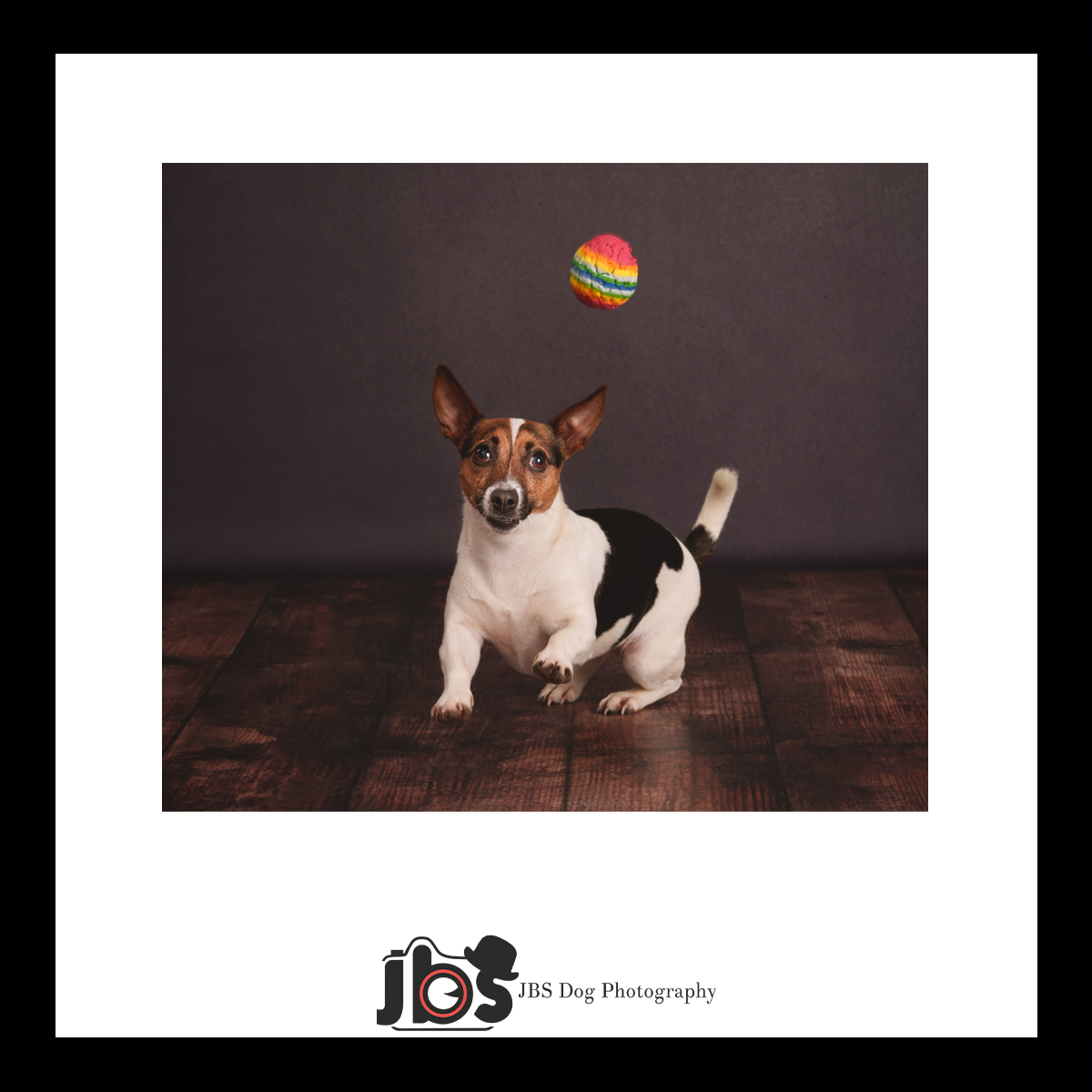 jbs_dog's tweet photo. "🎉🐾 Capturing pure joy in the studio! Rosie is living her best life with her favourite ball! 🎾✨ Who else loves watching pups play? Share your furry friends' playtime moments below! ⬇️❤️ #DogPhotography #PlaytimePals" https://t.co/eM5D213J9O
