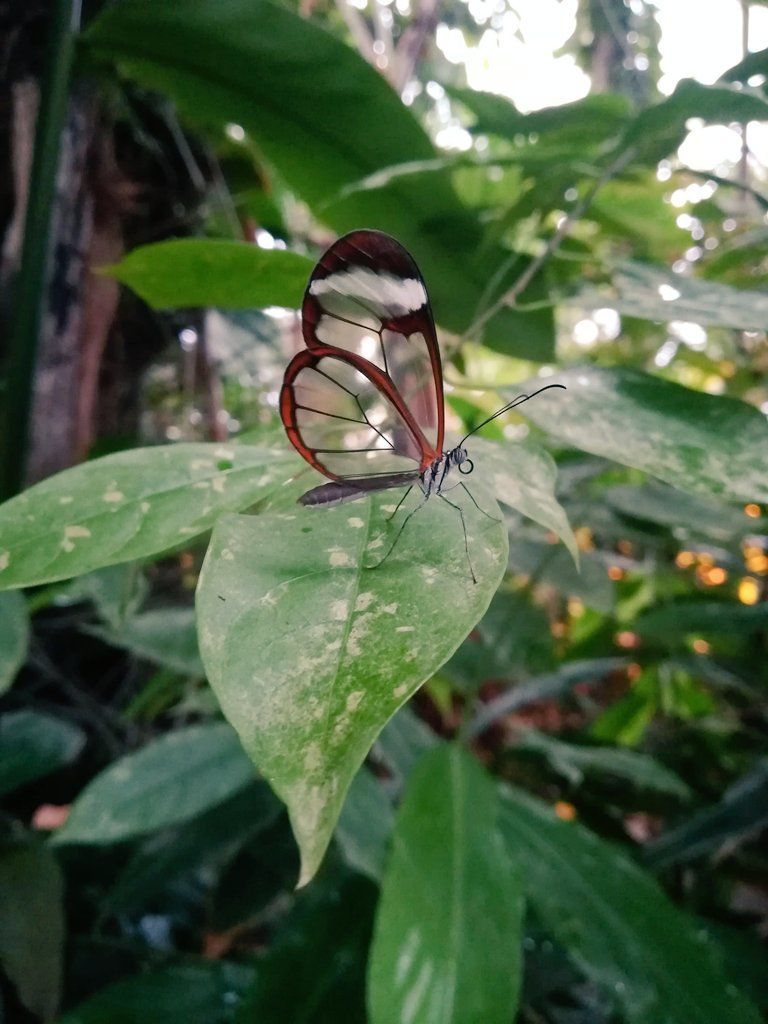 AMAZlNGNATURE's tweet photo. this transparent butterfly 🦋 https://t.co/rd4VvXMBMt