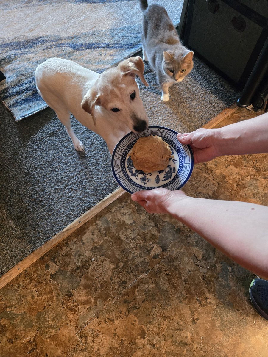 Our little puppy, The Cheat, turns 16 today!