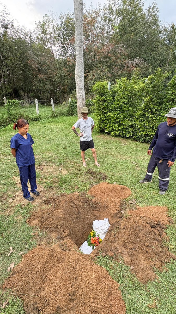 We lost little Paddington today. 

He’s an old street dog who had cancer and heart disease. 

Giving a dog a dignified send off is very important to us (1/6) 🧵