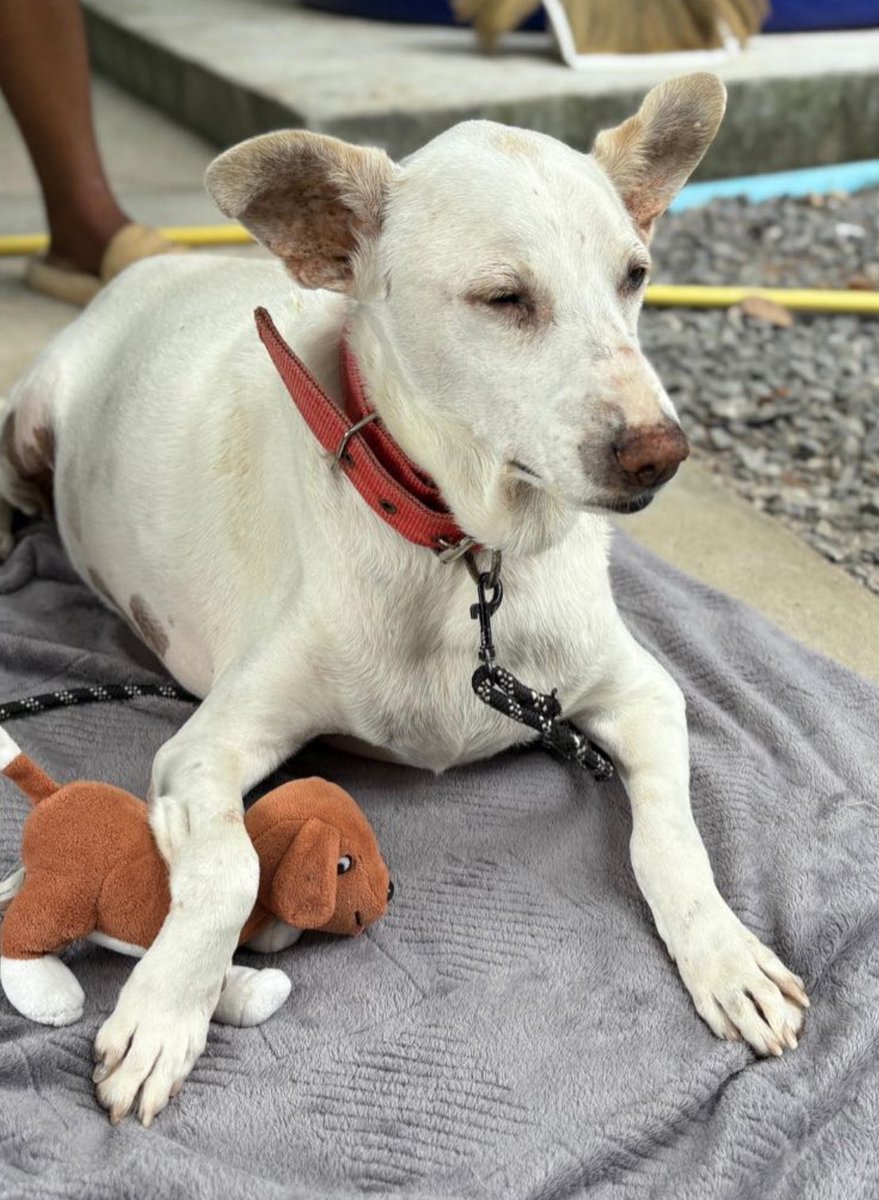 NiallHarbison's tweet photo. We lost little Paddington today. 

He’s an old street dog who had cancer and heart disease. 

Giving a dog a dignified send off is very important to us (1/6) 🧵 https://t.co/IMLY5V0dsI