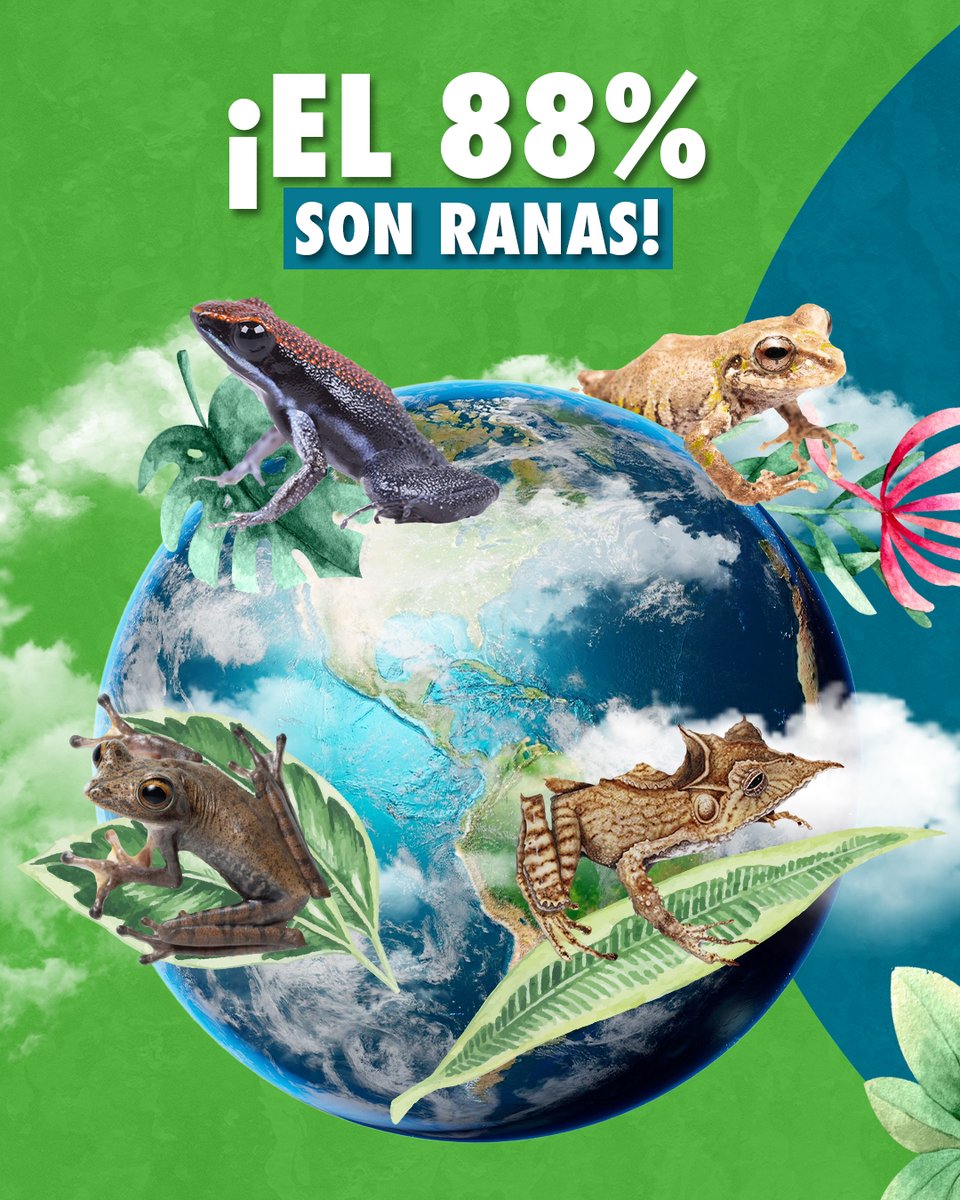 An_fibios's tweet photo. 1/2 Soy solo yo, ¡¿o las ranas son fascinantes?! 😍

Hoy es el #DíaMundialDeLasRanas 🐸, y quiero contarte por qué entre tantos animales en el mundo, elegimos a estos hermosos anfibios como los representantes de una agencia de comunicación 📢 ambiental🌱➡️ https://t.co/0P7P13aIKs https://t.co/lFH2FI1jN4